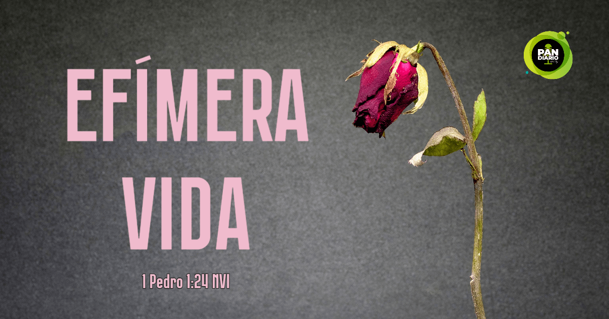 EFÍMERA VIDA