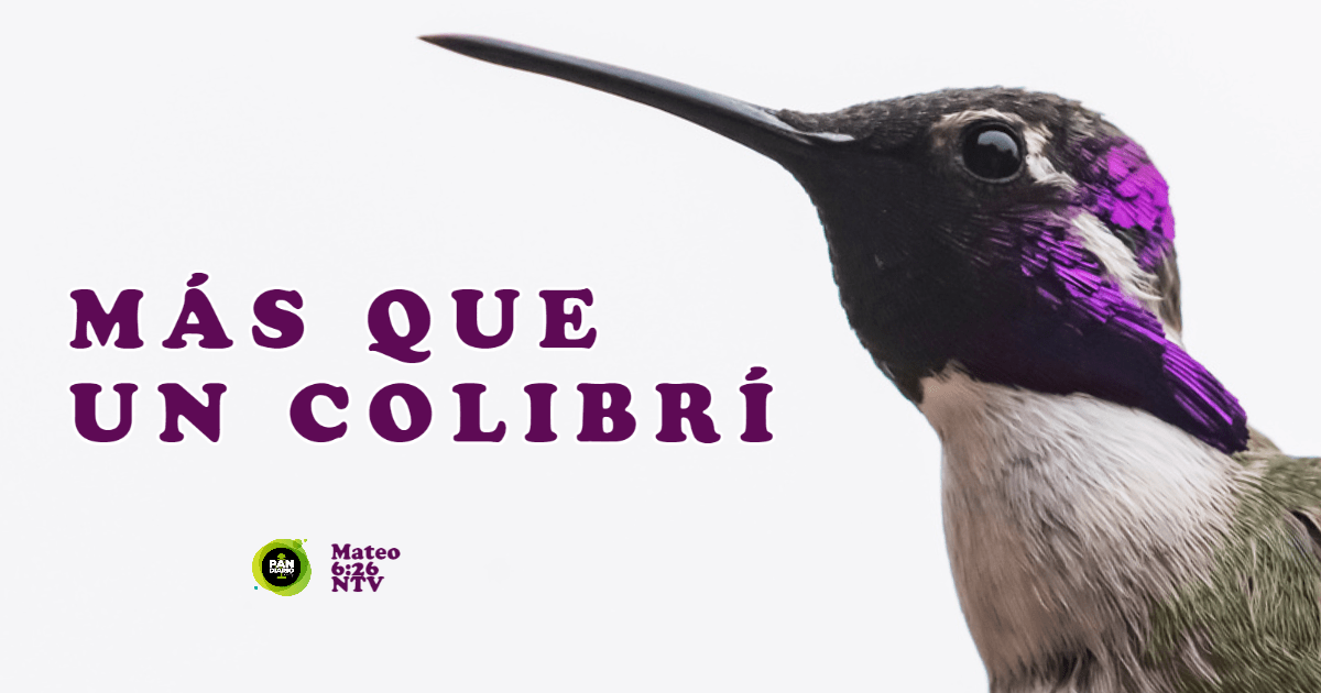 MÁS QUE UN COLIBRÍ